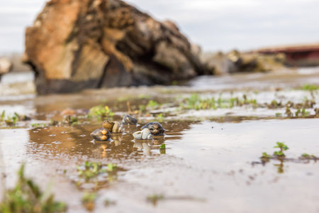 shells on the river shore next to stump