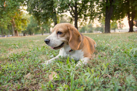 cute beagle dog lying on the grass in the parkの写真素材