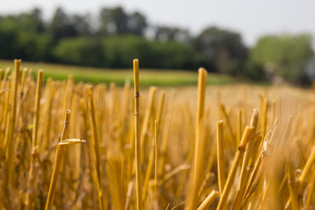 Naked stalks of grain after harvest, macroの写真素材