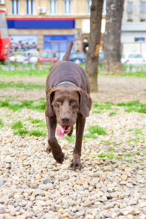 brown dog walking in park with tongue sticking outの写真素材