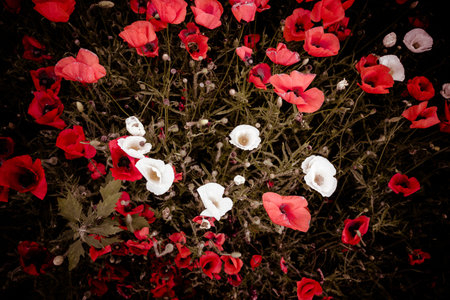Red and white illuminated blooming flowers on dark ground from top viewの写真素材