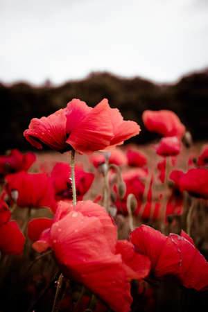 Red blooming flowers at dusk covered with raindrops in wheat fieldの写真素材