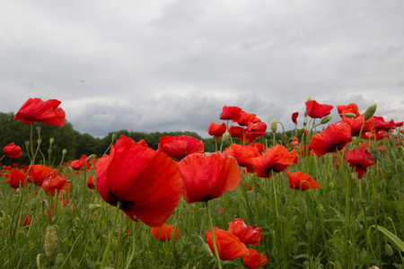 Red poppies wheat field on cloudy day at dusk