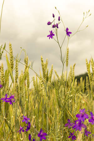 Wheat with violet flowers at dusk landscapeの写真素材