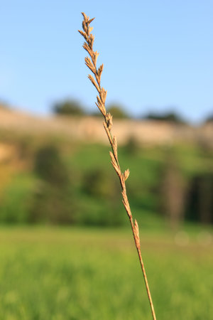 Macro shot of grain plant stem in front focus against green field