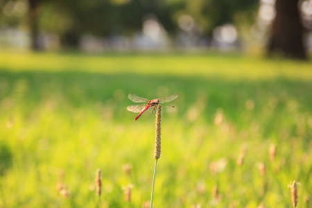 Red dragonfly on a plant closeup against green landscape backgroundの写真素材