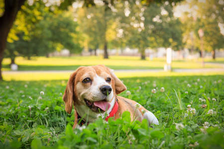 The cutest beagle puppy dog lying in the grass in summer fieldの写真素材