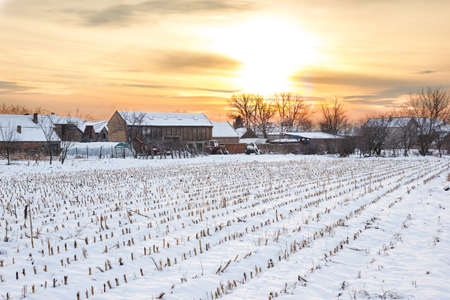 Winter's Tale. Winter landscape with snowy countryside village next to cornfield covered in white snow cover at sunset or sunrise. Rural home in winter time.の写真素材