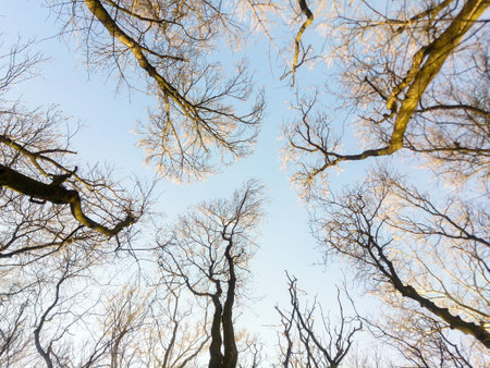 Autumn sky with sunshine and tree tops. Looking Up In Forest Tree To Sky. Bottom Low View Angle...