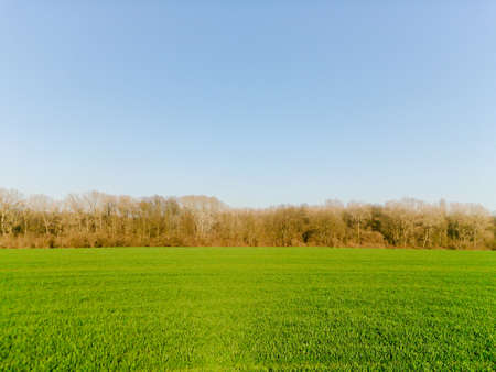 Green wheat field next to forest. Young ears of grain on the background of blue sky. Campo di grano.の写真素材