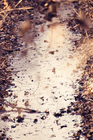Mountain River in Late Autumn. Stream Through the Forrest. Nature Background Textureの写真素材