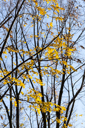 Autumn Maple Fall Leaves Tree Background on Blue Clear Sky. Nature Background Texture