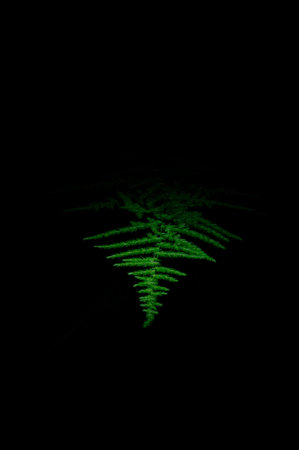 Leaf light painting going out in the dark for 30 seconds