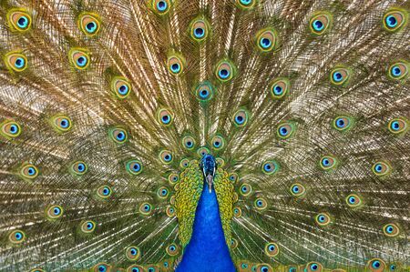 Peacock with open plumage calling the femaleの写真素材