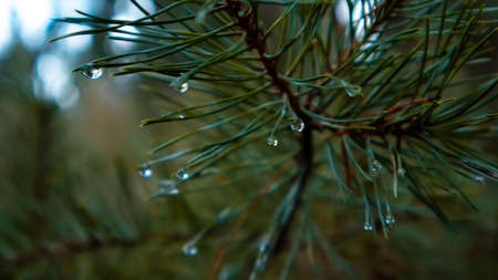 Artistic closeup of the forest. wet pine branchesの写真素材