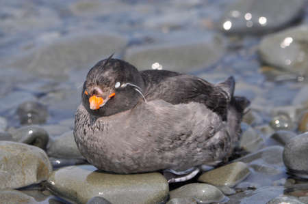 big buzzard sitting on the stonesの写真素材