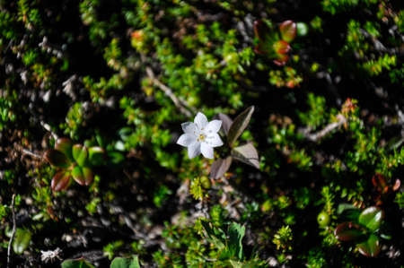 Small white flower on a background of bright green moss. The nature of the Khabarovsk Territory of Russia. Summer. Photo can be used as background image.の写真素材