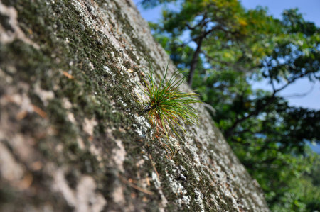 Pine nut sprouted on a granite rock wall. Early autumn, blue sky.の写真素材