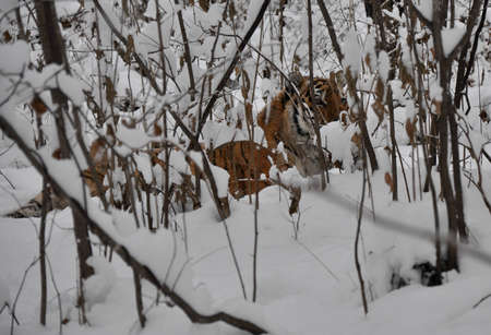 The Amur tiger lies in the bushes in the winter forest in natural conditionsの写真素材