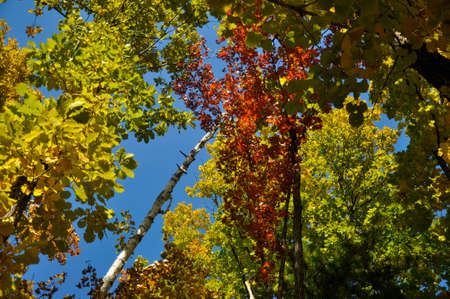 Red and yellow foliage of trees against a bright blue skyの写真素材