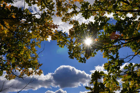 The sun breaks through the yellow autumn foliage, blue sky, light clouds.の写真素材