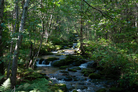 Pure water in the taiga stream far from civilization