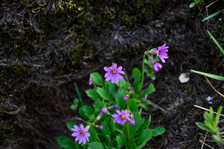 Beautiful forest plants in taiga forest in summer