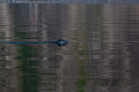 Sea mammals of the Sea of Okhotsk in natural conditions in a wildの写真素材