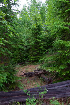 Taiga landscape and nature of the Russian Far East