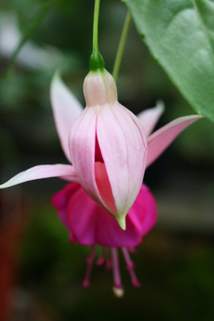 pink flower