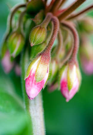 pink garden geranium shoots ready to bloomの写真素材