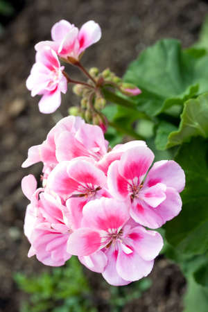 pink garden geranium flowers in their spring blossomの写真素材