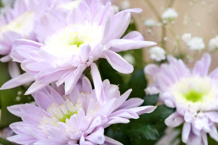 pretty purple chrysanthemum flower in spring blossomの写真素材