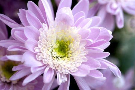 pretty purple chrysanthemum flower in spring blossomの写真素材