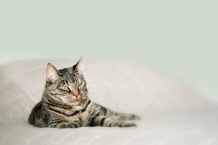 small tiger coloured cat relaxingの写真素材