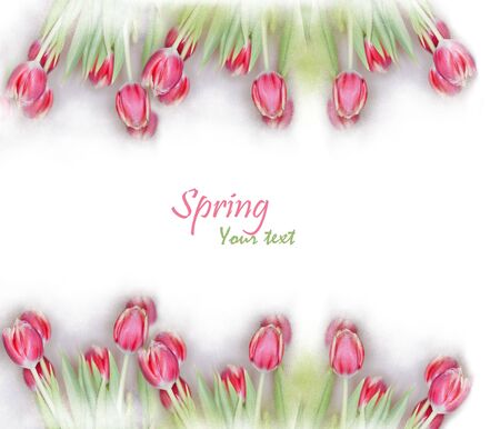 pink tulips in a frame perfect for your textの写真素材