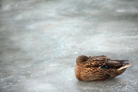 Brown mallard duck curled up on winter iceの写真素材
