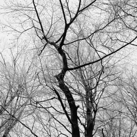 Branches of a tree covered in winter frost. の写真素材
