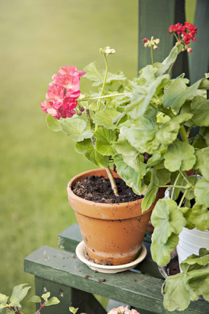 Image of a garden geranium in a terrakotta pot.の写真素材