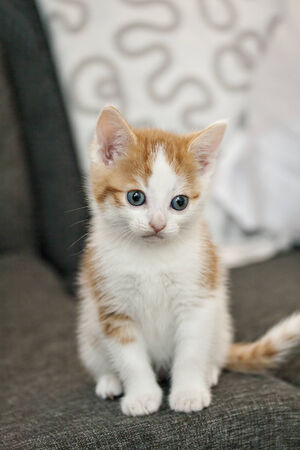 Image of ginger and white house cat kitten  の写真素材