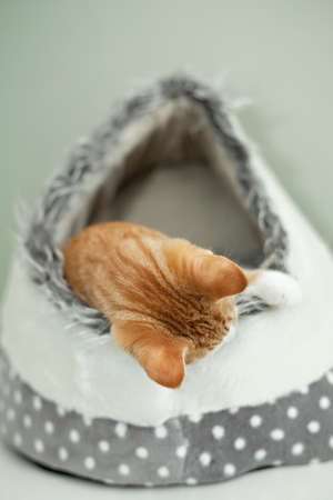 Image of a ginger kitten in a cat igloo. の写真素材