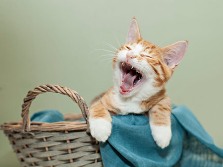 Image of ginger kitten with a big yawn. 