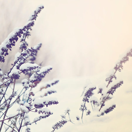 Image of a snowy winter scene background.