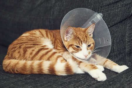 Image of orange cat with veterinairy cone on its head, after surgery.の写真素材