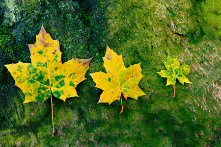 Image of three oak leaves on a green background.