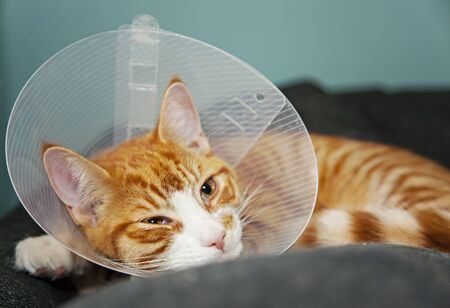 Ginger cat with veterinairy cone after surgery.の写真素材