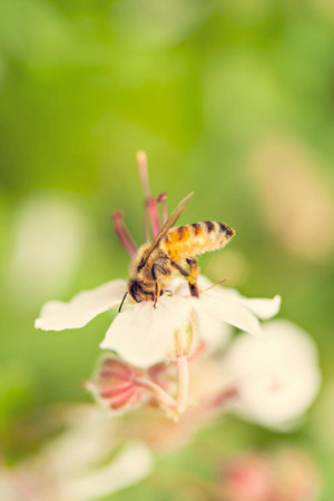 Image of a honey bee pollinating. Shallow depth of field.