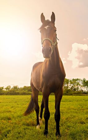 Image of a young stallion posing in a field.の写真素材