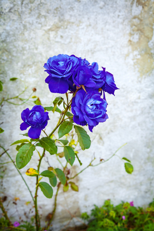 Image of a flowering blue garden rose.の写真素材
