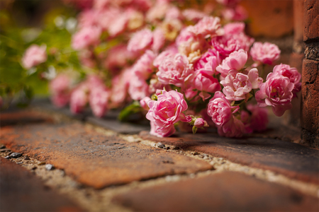 Image of delicate pink roses lying on brick wall. Shallow depth of field.の写真素材